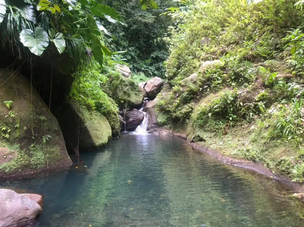 Cascades et rivières de Guadeloupe au départ de Kaz à Thomy à Pointe-Noire (1)