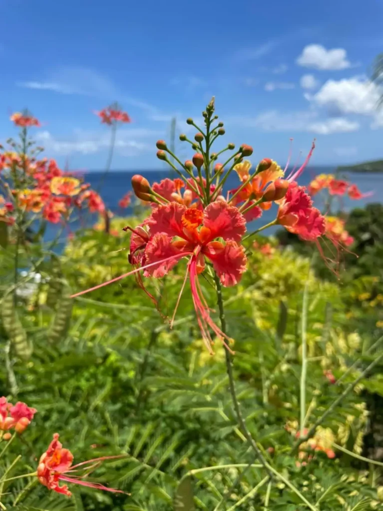 Flamboyant nain chez Kaz à Thomy à Pointe-Noire Guadeloupe