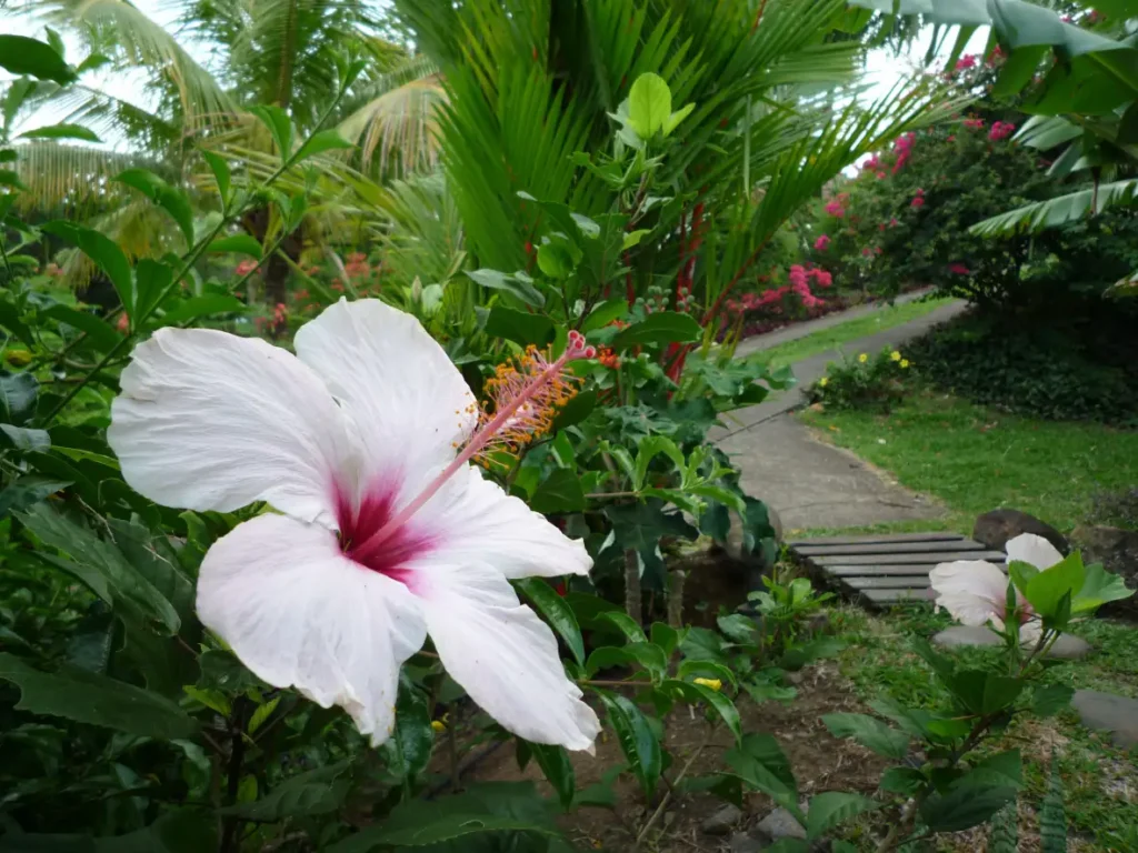 Hibiscus rose crème Acomat Bellevue Pointe-Noire Guadeloupe