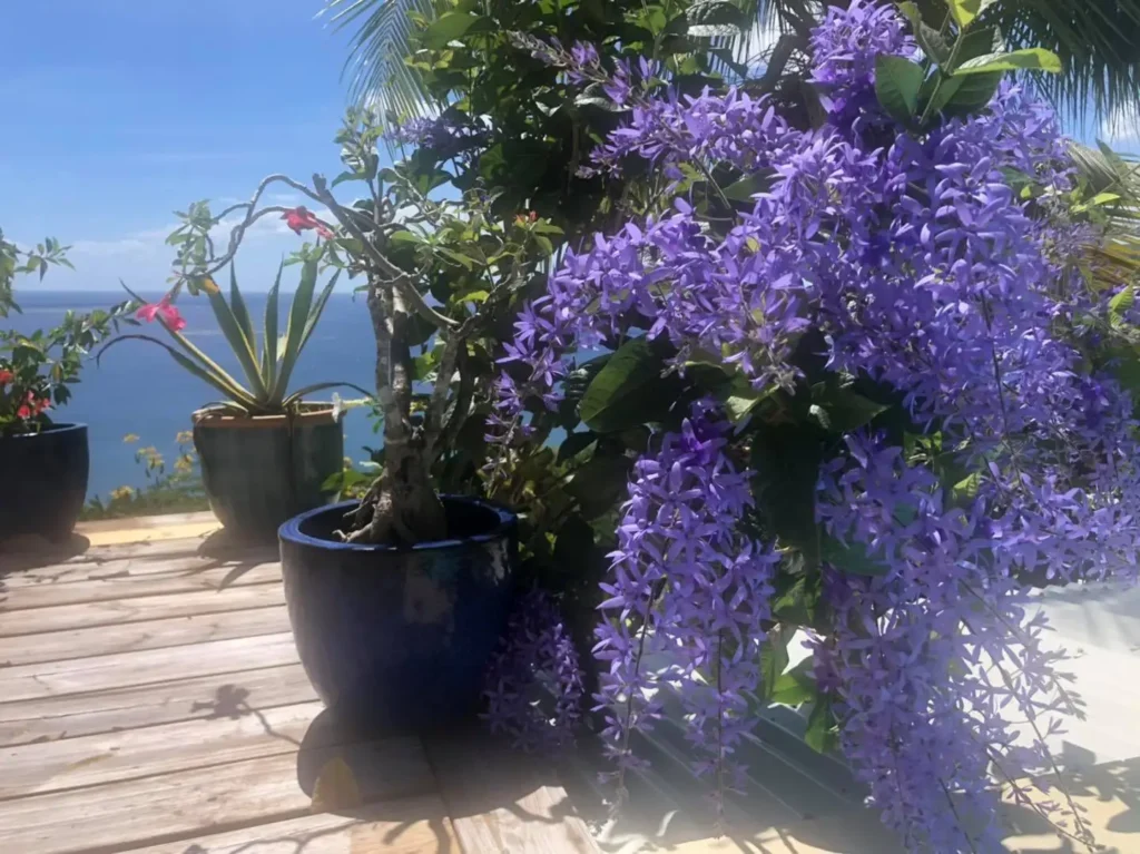 Liane violette (petrea-volubilis) chez Kaz à Thomy à Pointe-Noire Guadeloupe