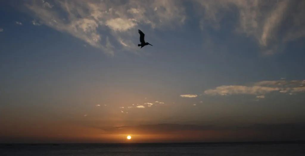 Pelican du soir, Espoir au Gites Kaz Anne Pointe-Noire Guadeloupe
