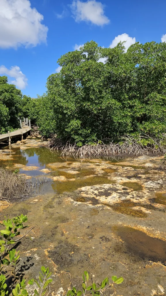 Le parcours du marais de Port-Louis Guadeloupe par Gîte Chez Claudia