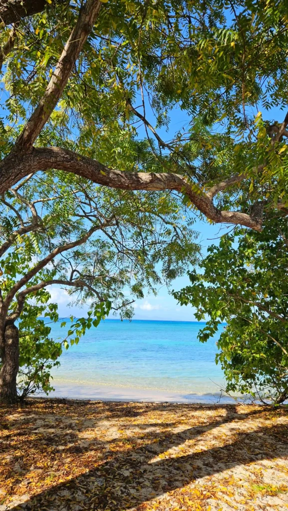 Vue mer à travers la végétation à Port-Louis avec Gîte Chez Claudia