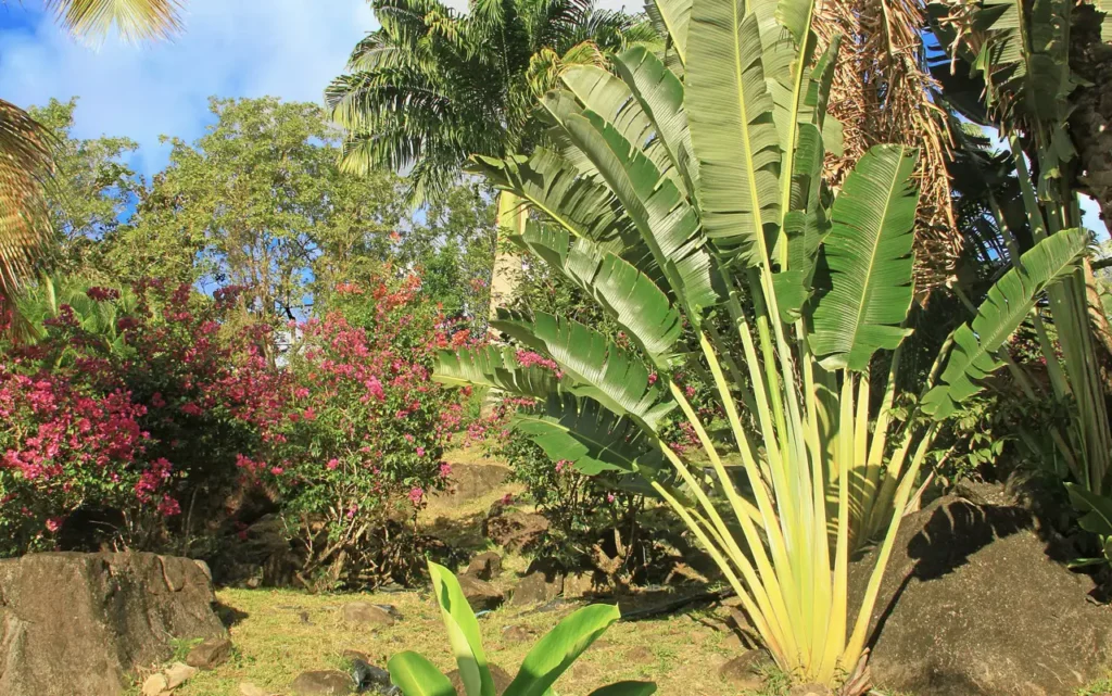 L'Arbre du Voyageur vous souhaite la Bienvenue aux gîtes Acomat Bellevue Pointe-Noire Guadeloupe