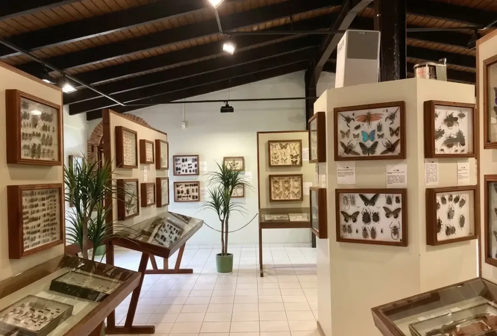 Galerie d'insectes du monde musée du Rhum Reimonenq Sainte-Rose Guadeloupe