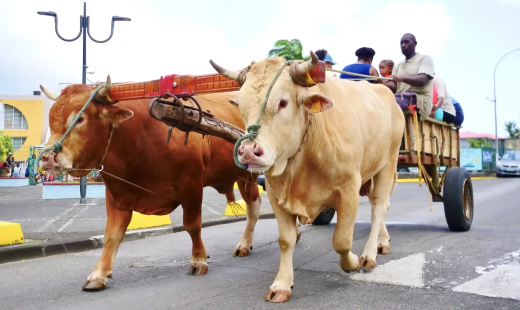 Parade des Boeufs Lamentin Guadeloupe