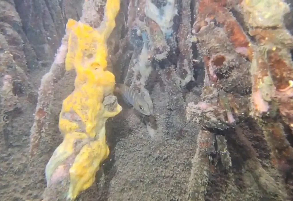 Barracuda juvénile à l'abri derrière les racines de palétuvier par Will Evasion Guadeloupe