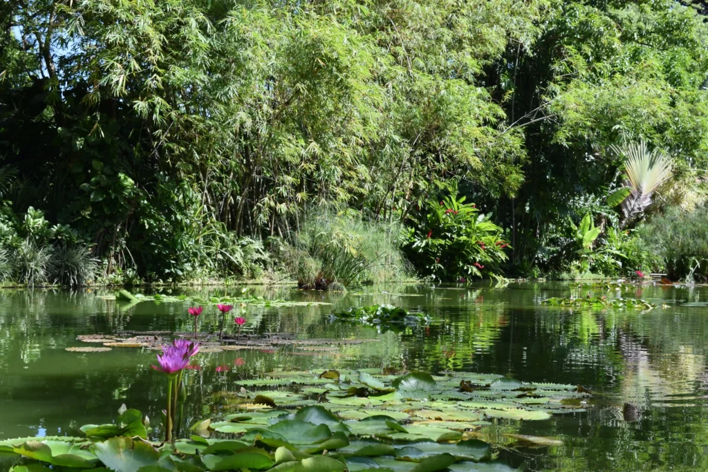 Bassin du jardin botanique à Deshaies Guadeloupe
