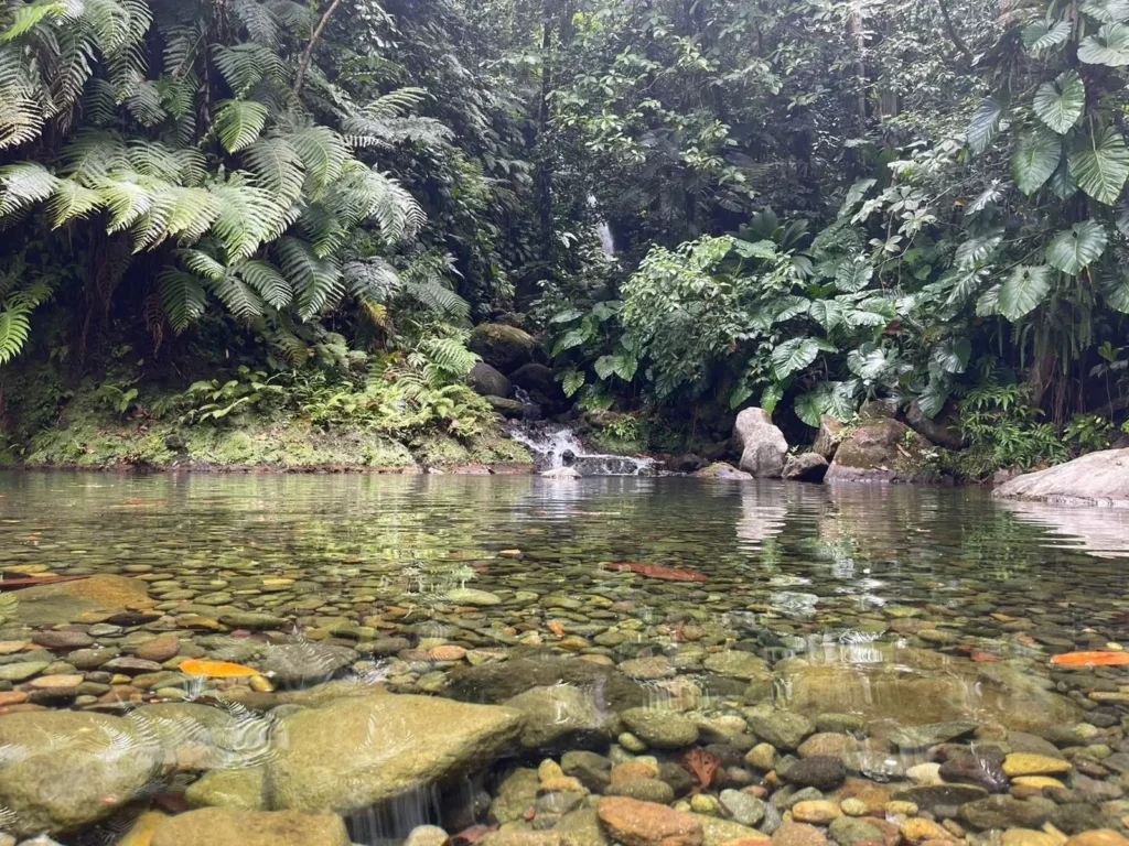Rivière et Cascade Bois-Debout GwadaExplo Guadeloupe