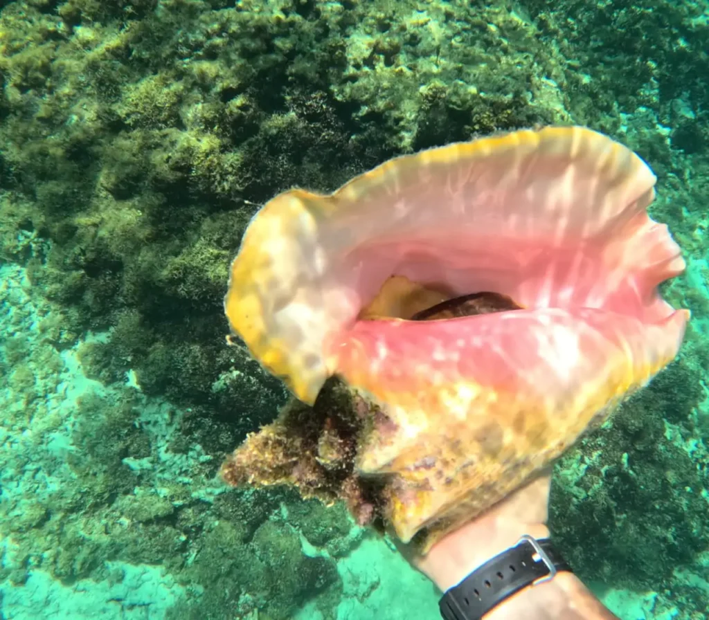 Coque de Lambi coquillage aux perles roses avec Brudey Excursions Guadeloupe