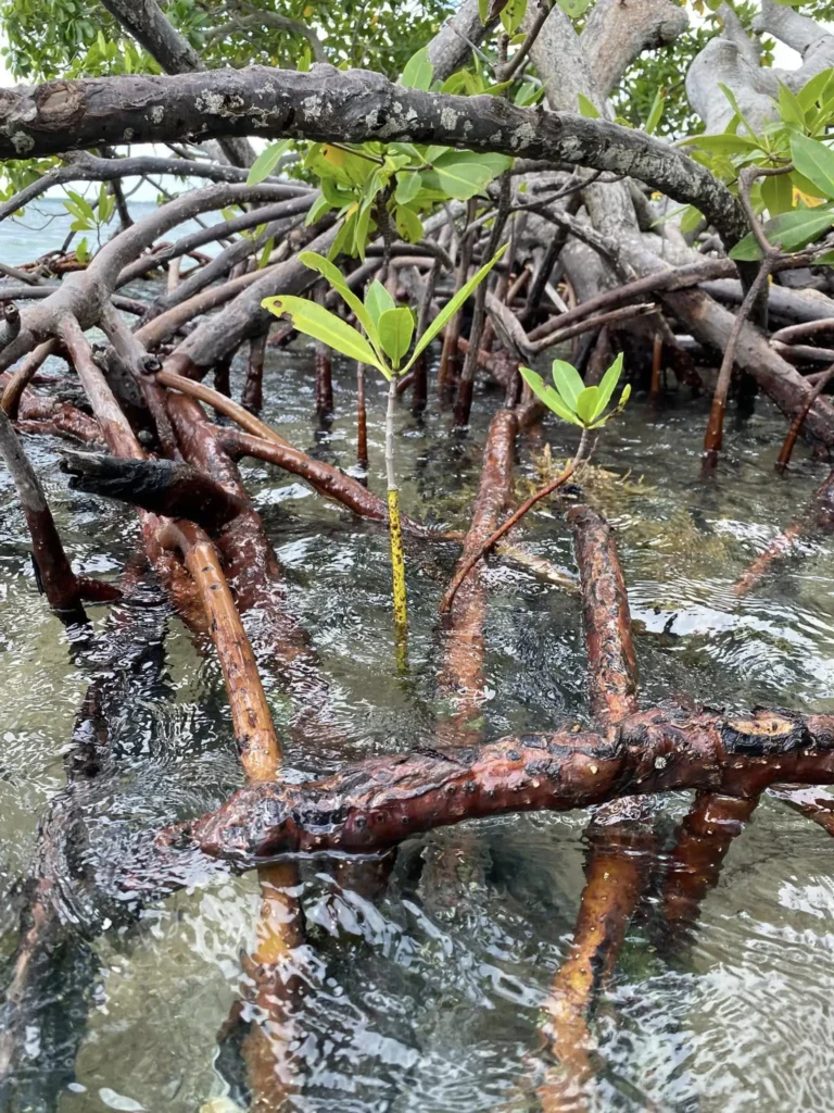 Détail des racines de palétuviers avec de jeunes arbres avec Excursions Espérance Guadeloupe