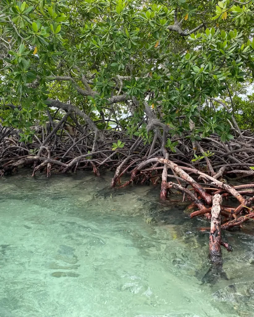 Enchevêtrement de racines des arbres qui marchent sur l'eau avec Excursions Espérance Guadeloupe