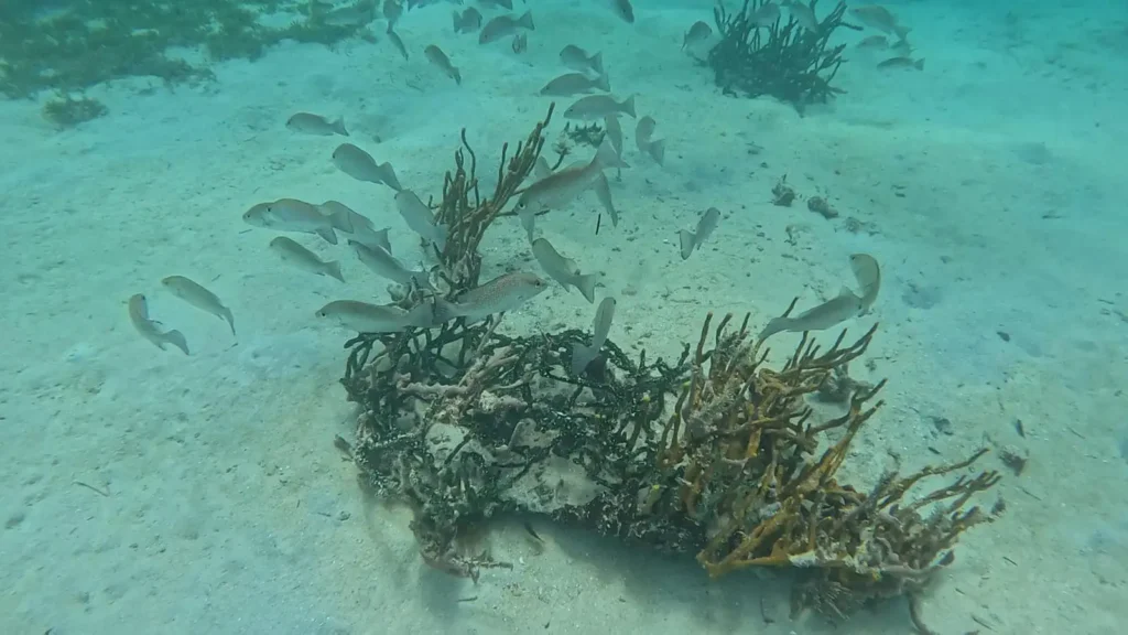 Et sous l'eau un autre monde dans le Grand Cul-de-Sac Marin Excursions Espérance Guadeloupe