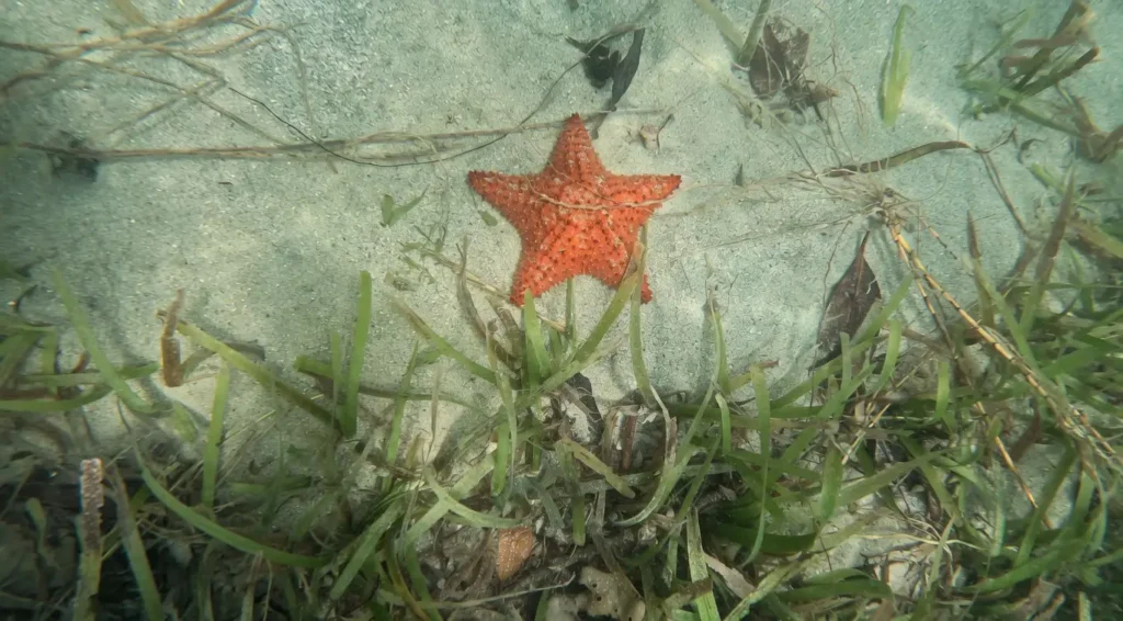 Etoile de mer au large du Lamentin dans le Grand Cul-de-Sac Marin avec Excursions Espérance