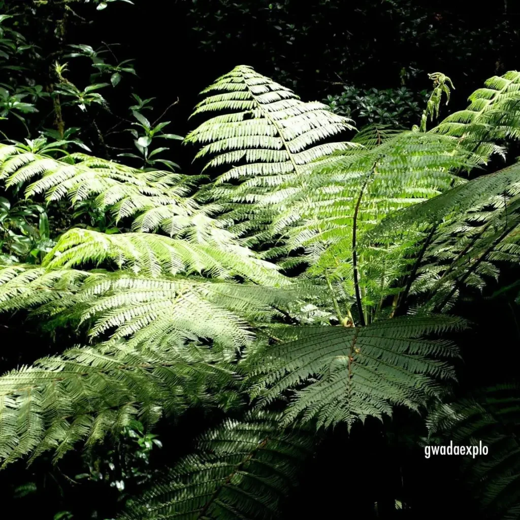Fougères luxuriante GwadaExplo Guadeloupe