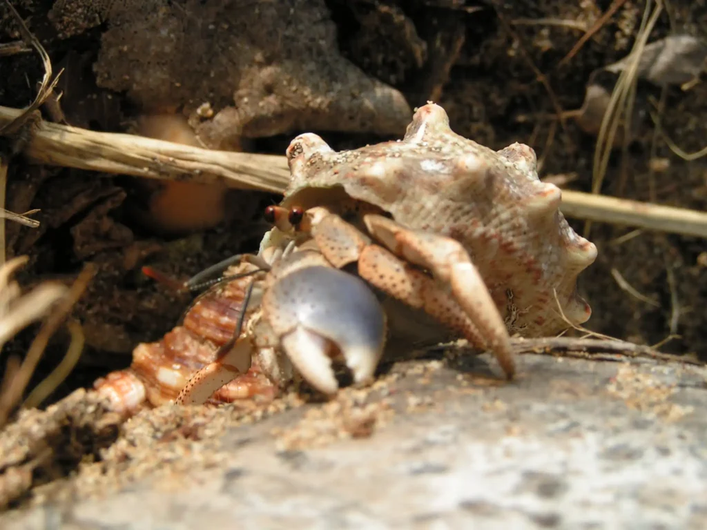 Habitants des mangroves de Guadeloupe le Bernard l'hermite