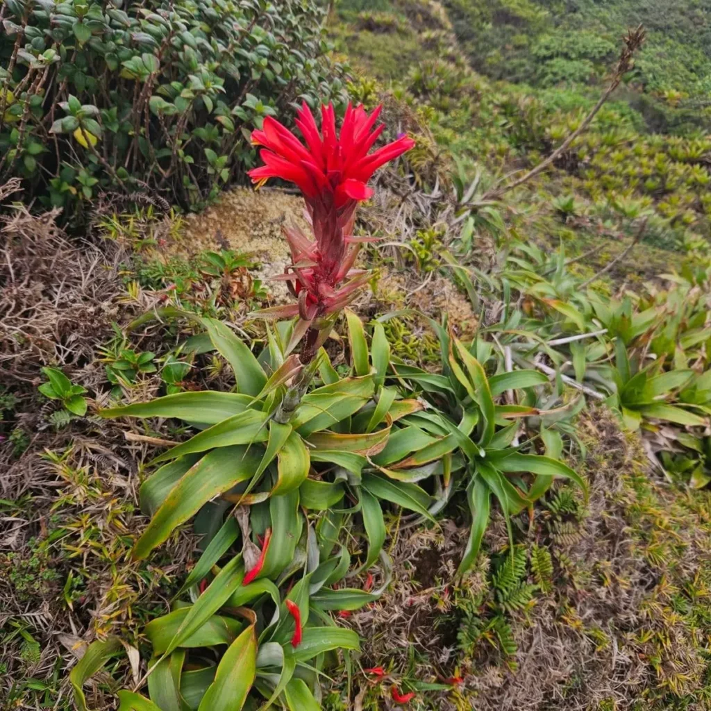 La flore de Guadeloupe que vous pourrez voir lors de randonnées GwadaExplo (2)