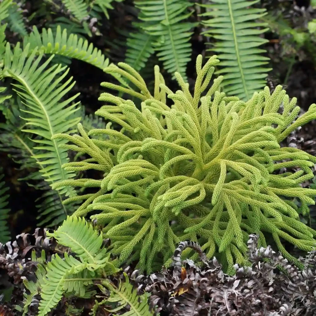 La flore de Guadeloupe que vous pourrez voir lors de randonnées GwadaExplo (5)