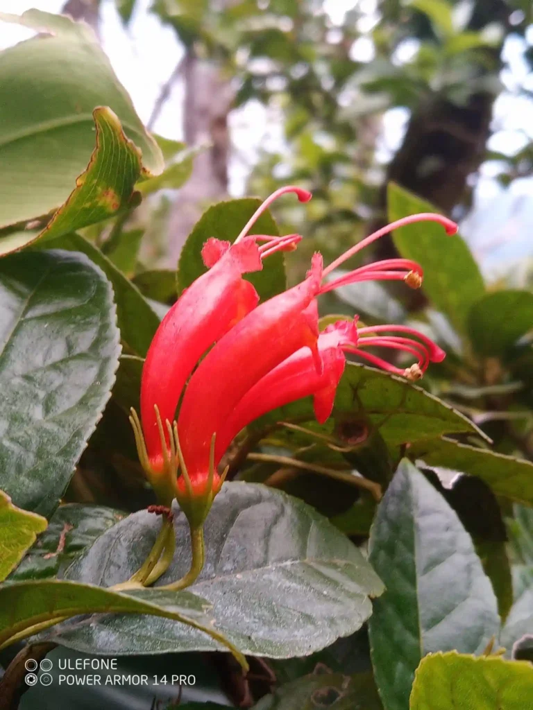 La flore de Guadeloupe que vous pourrez voir lors de randonnées GwadaExplo (6)