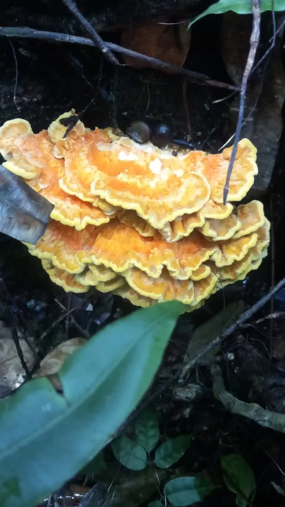 La flore de Guadeloupe que vous pourrez voir lors de randonnées GwadaExplo