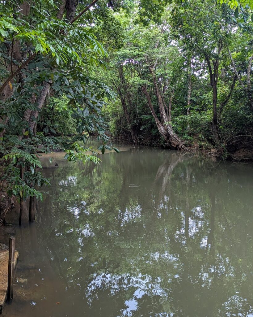 La rivière Moustique en Canoë Kayak au départ de la Kassaverie de Sainte-Rose