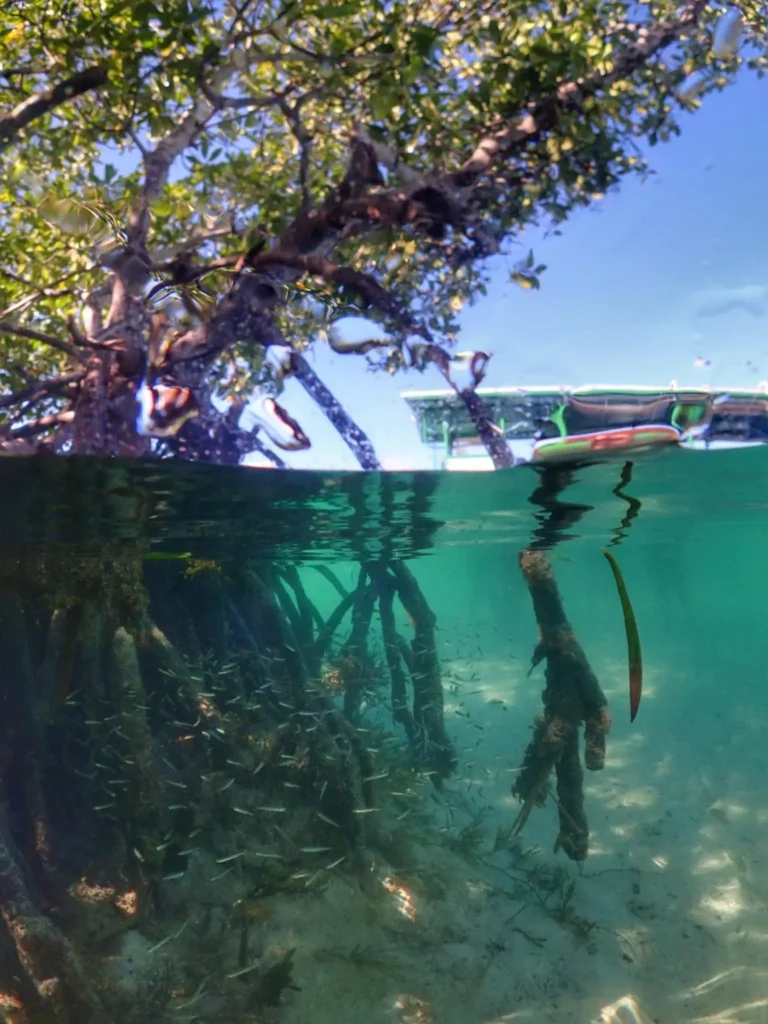 La vie sous marine entre les racines de la mangrove avec Will Evasion
