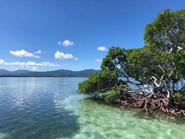 Le bord de la mangrove qui donne sur le lagon Brudey Excursions Guadeloupe