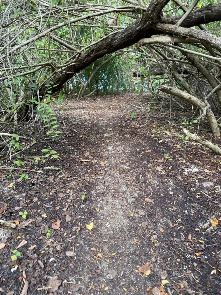 Le sentier sous les palétuviers Ilet Macou Excursions Espérance Guadeloupe