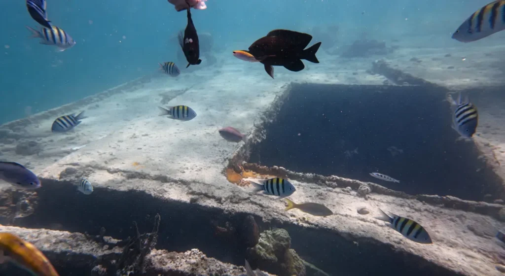 Les poissons multicolores sur l'épave de la barge Brudey Excursions Guadeloupe