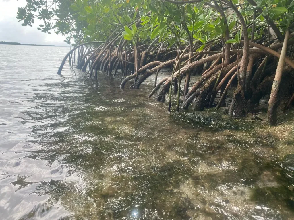 Les racines de palétuviers qui forment la mangrove Excursions Espérance Guadeloupe