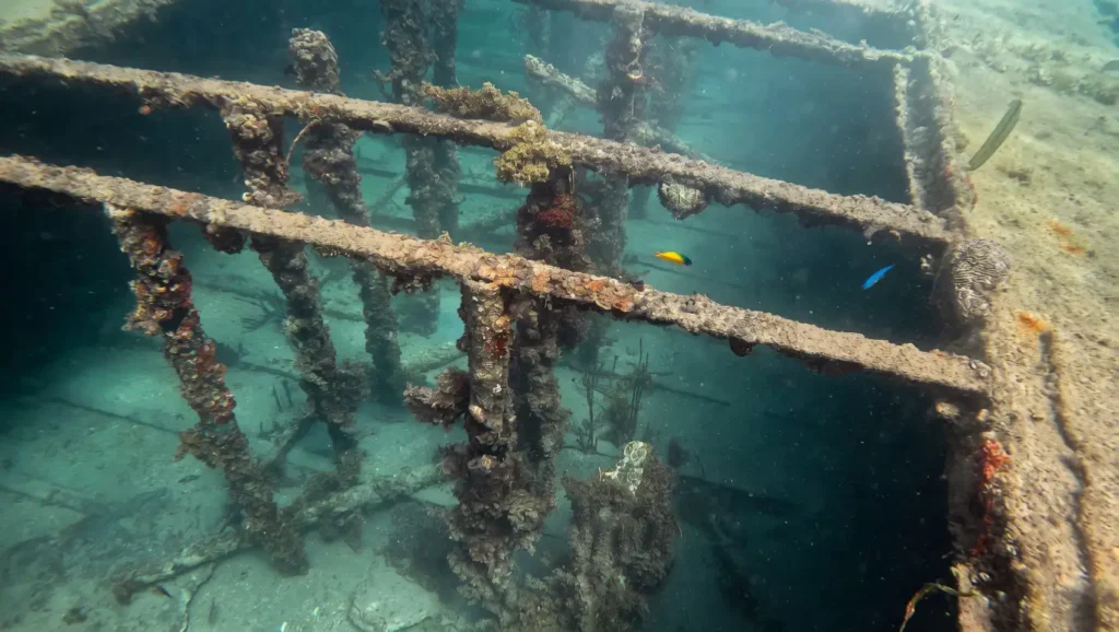 Lors de la session snorkeling sur l'épave de la barge du grand Cul-de-SAc marin avec Excursions Espérance
