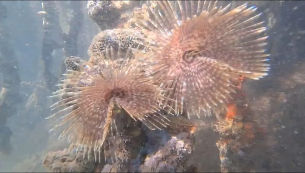 Magnifiques spirographes, vers marins sédentaires qui vivent dans un tube membraneux par Will Evasion