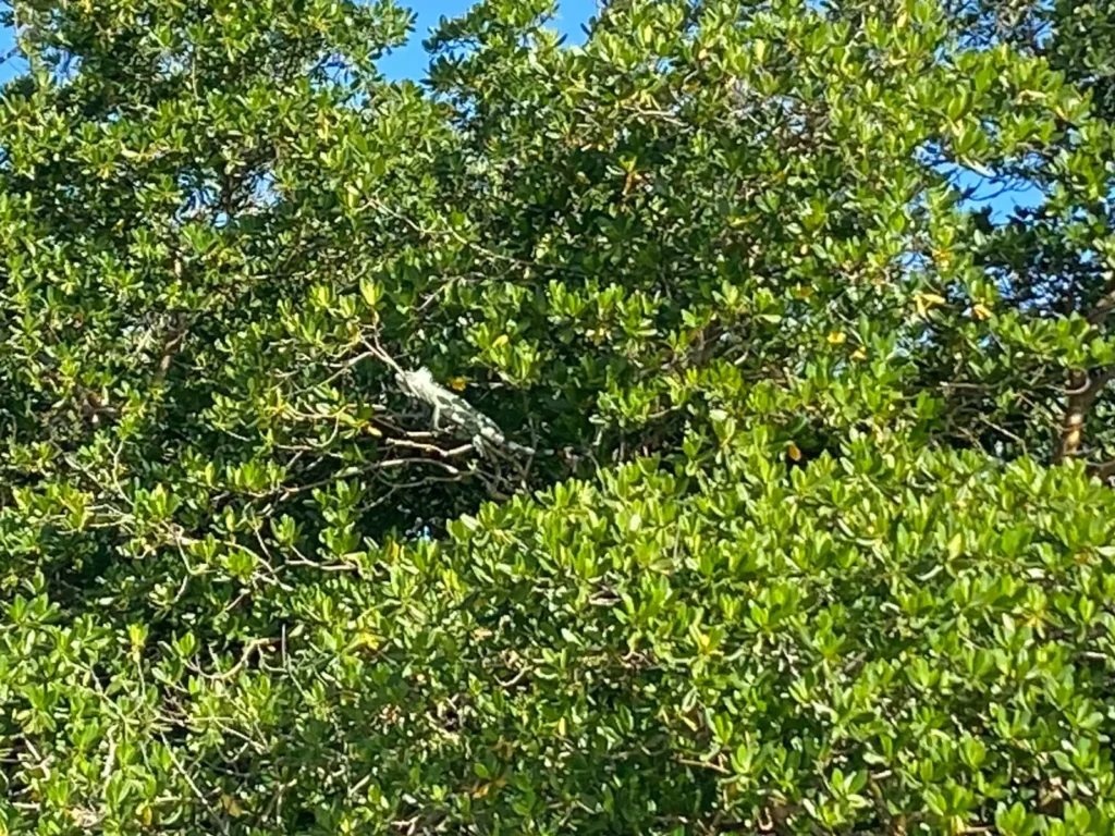 Un iguane prend le soleil caché dans les palétuviers avec Excursions Espérance Guadeloupe