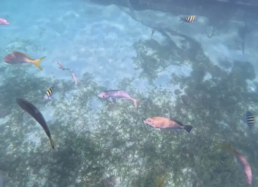 Plongée sur la barrière de corail avec Brudey Excursions Guadeloupe
