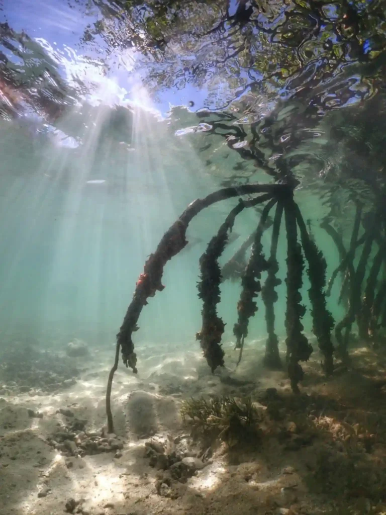 Vue sous l'eau des racines de palétuviers avec Will Evasion Guadeloupe