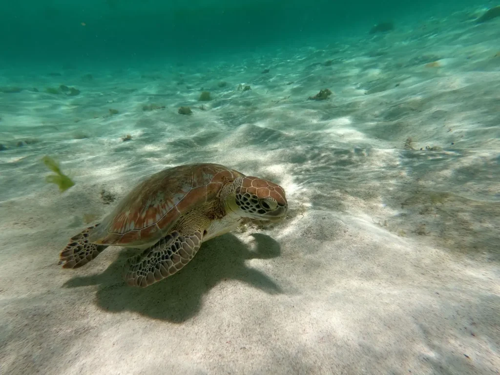 Rencontre avec une tortue Caret avec Excursion Espérance Guadeloupe