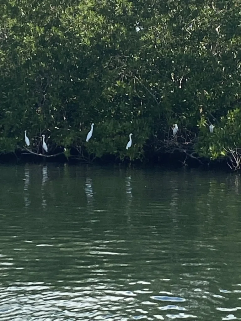 Une colonie de Hérons suit le passage du Bateau Excursions Espérance Guadeloupe