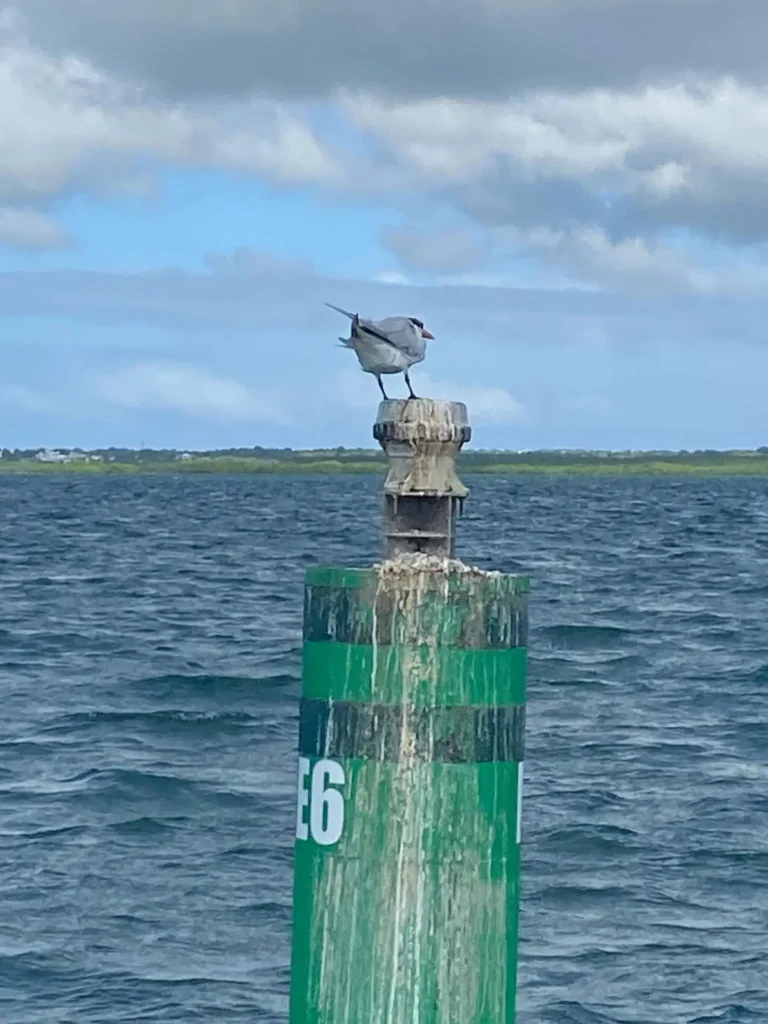 Une petite Sterne se repose sur la bouée à la sortie de Point-à-Pitre Excursions Espérance Guadeloupe