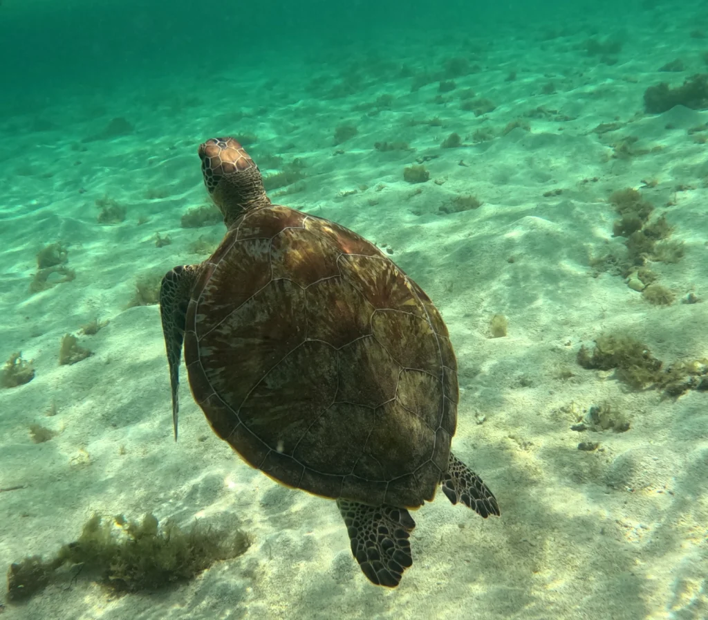 Une tortue nous accompagne avec Brudey Excursions Guadeloupe