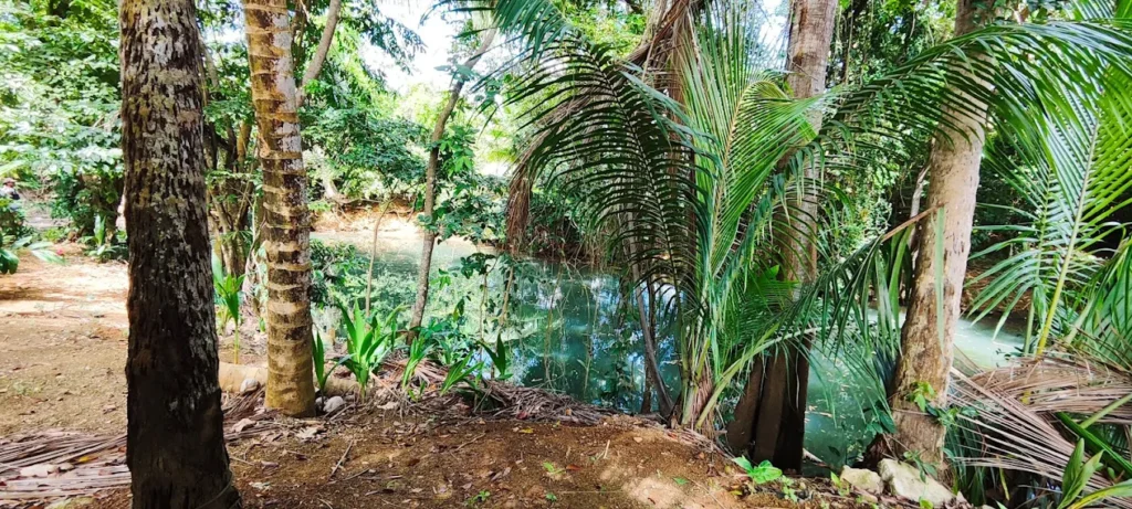 Visite de la mangrove au départ de la kassaverie Karukera Manioca Guadeloupe