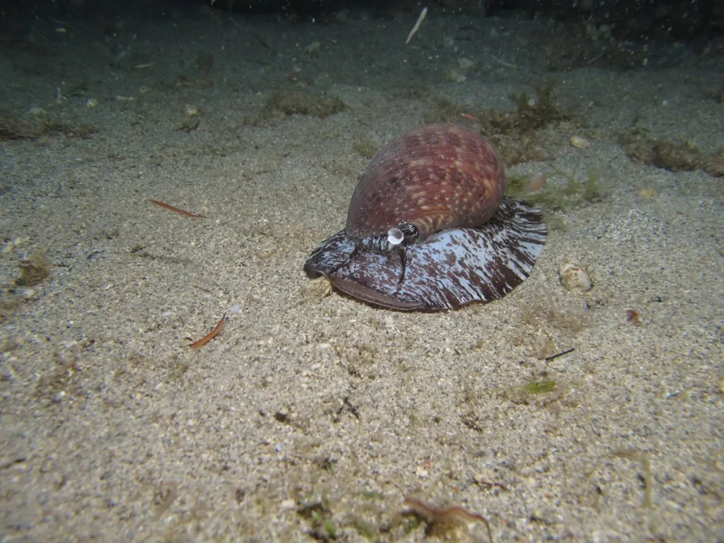 Casque royal sur le sable, un grand coquillage fascinant à observer en randonnée palmée à Bouillante avec La Rand'eau