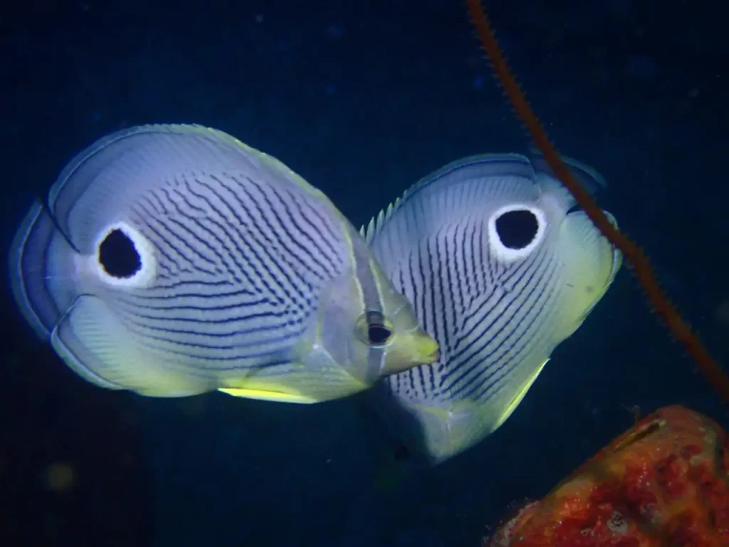 Deux poissons-papillons à quatre yeux, faune marine typique de la Réserve Cousteau à observer avec La Rand'Eau.