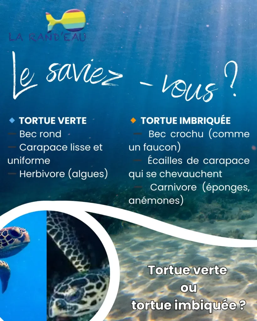 Fiche Infos Tortues marines La Rand'Eau Guadeloupe