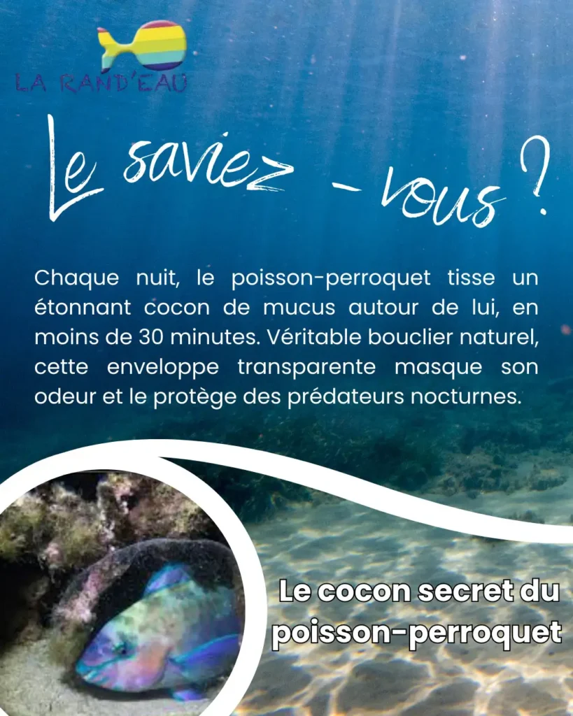 Fiche Infos cocon du poisson perroquet La Rand'Eau Guadeloupe