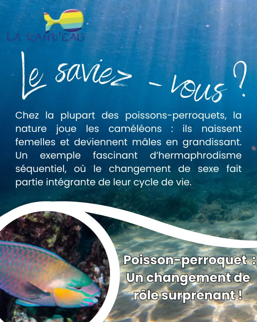 Fiche Infos poisson perroquet La Rand'Eau Guadeloupe