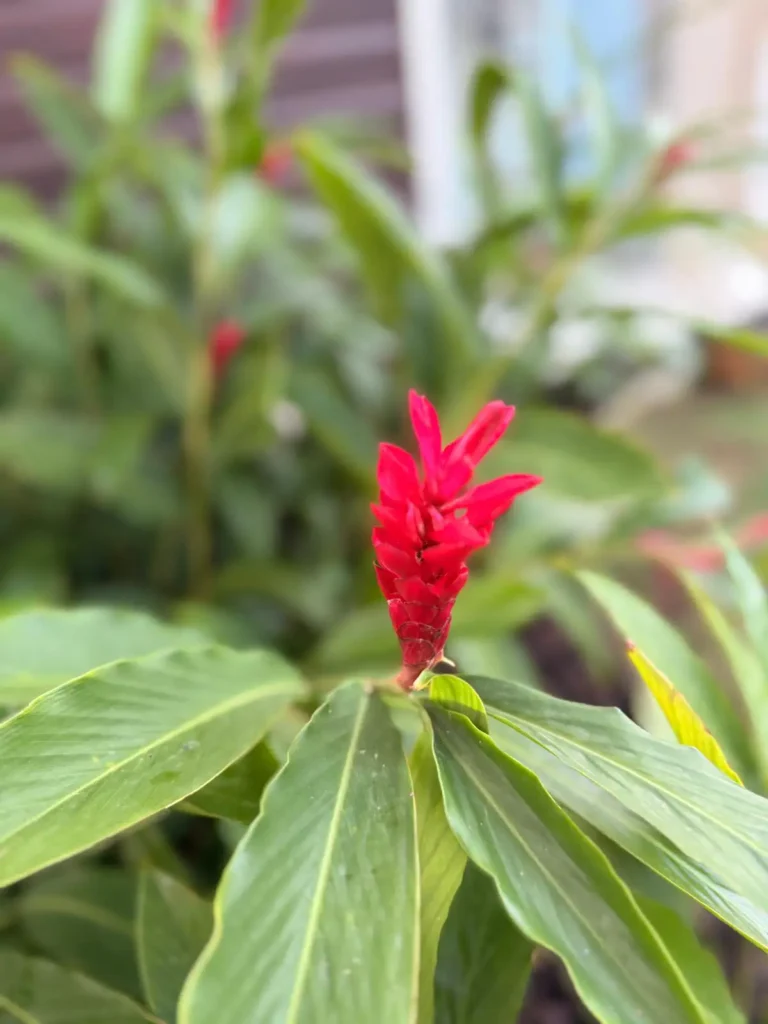 Fleur d'Alpinia rouge éclatant dans le jardin tropical du Filao Cottage