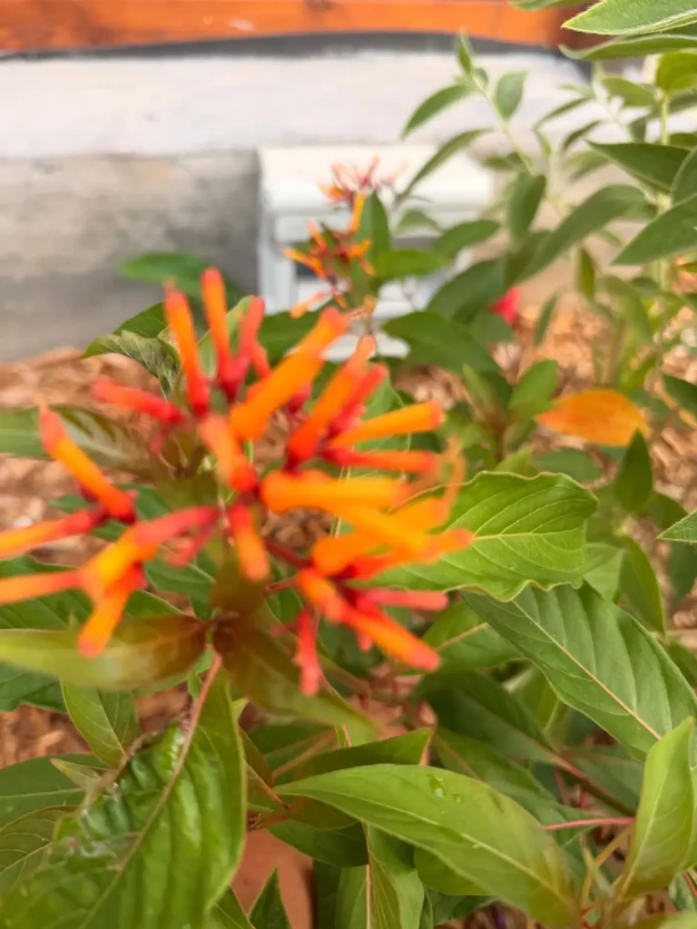 Fleurs de Hamelia orange et rouge au gîte Filao Cottage.