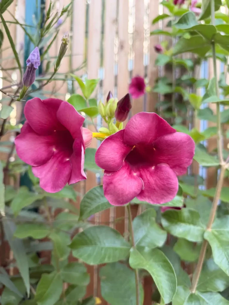 Fleurs de Mandevilla pourpre grimpantes au gîte Filao Cottage