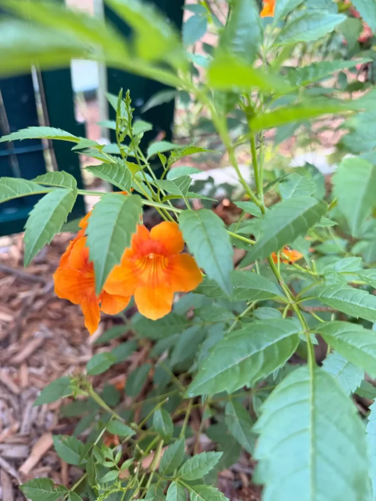 Fleurs exotiques de Tecoma orange en forme de trompettes, apportant une touche de couleur vive Filao Cottage à Sainte-Rose