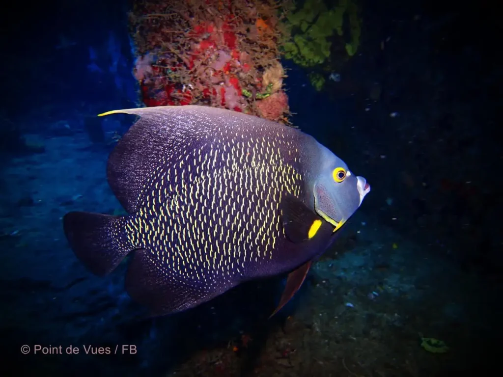 Poisson ange français avec La Rand'Eau Bouillante Guadeloupe